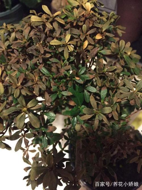 杜鹃花休眠怎么个样子