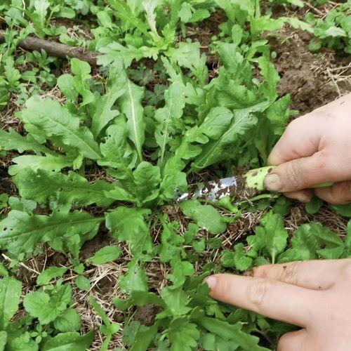 荠菜种子多久发芽