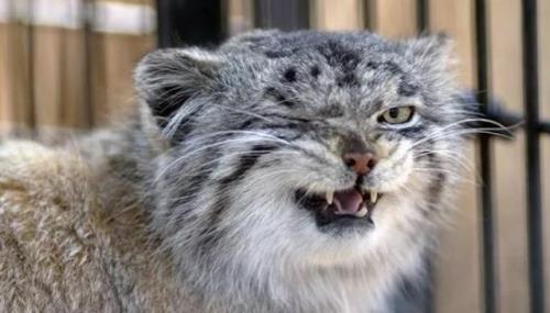 家猫与兔狲可以混养吗