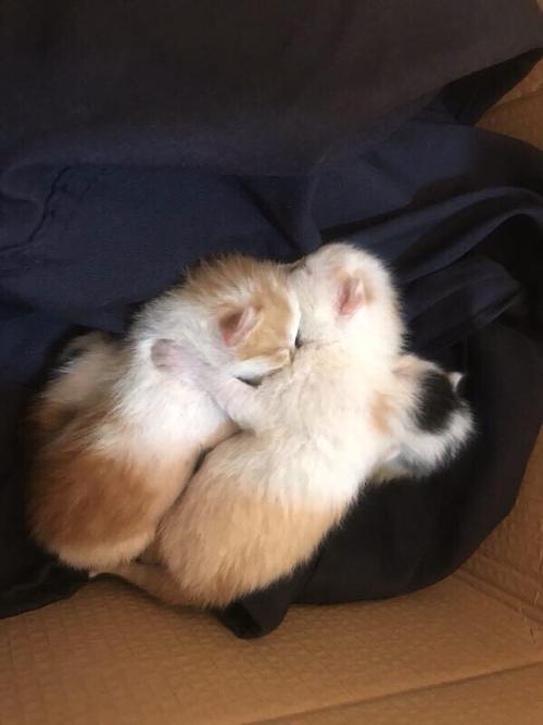 小奶猫在室内会冻死吗