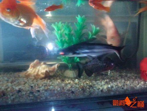 红波埋在底砂里会生根吗