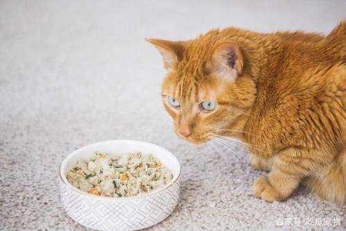 小奶猫多大可以吃饭