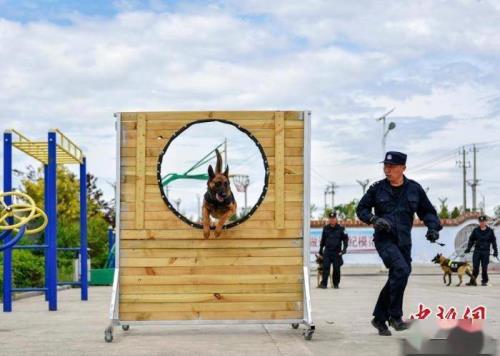 警犬基础科目训练全教程