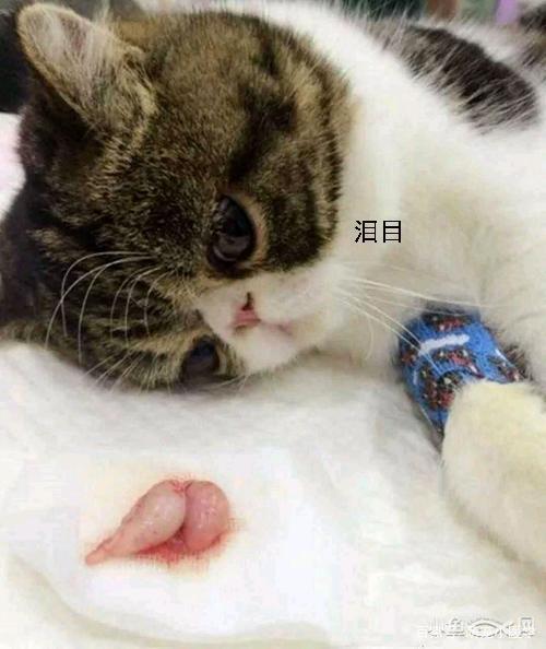 公猫绝育后应该注意什么