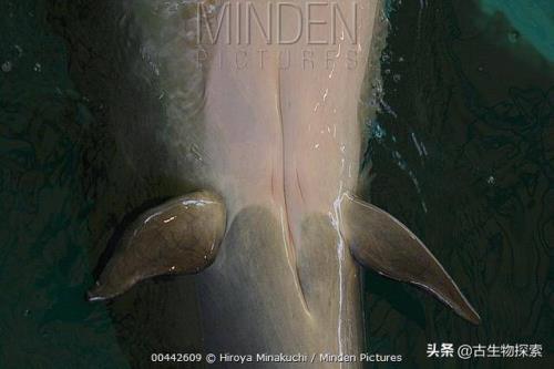 雄性海豚有器官吗