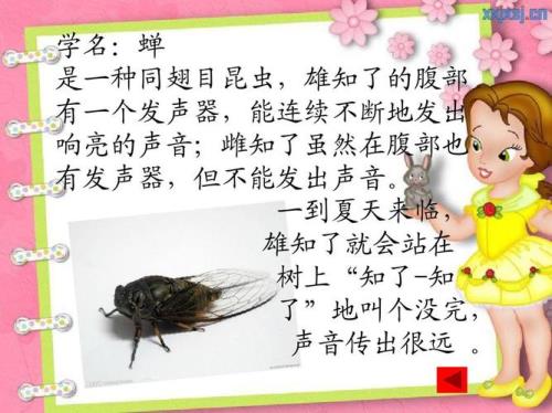 知了的叫声怎么形容