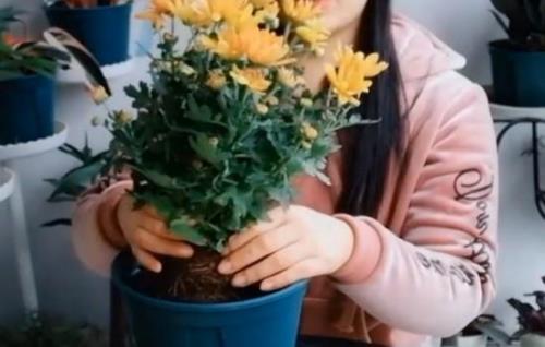 菊花幼苗几天服盆