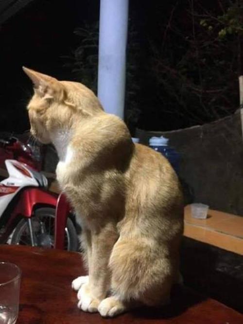 几岁开始训练猫咪带牵一身