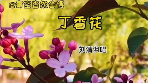 丁香花歌曲属于哪种音乐类型