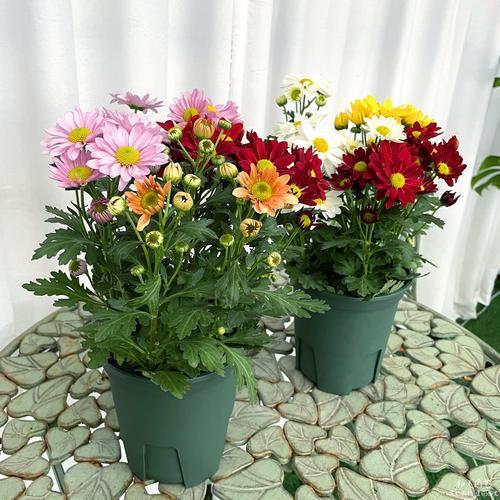 糖果菊11月能不能播种