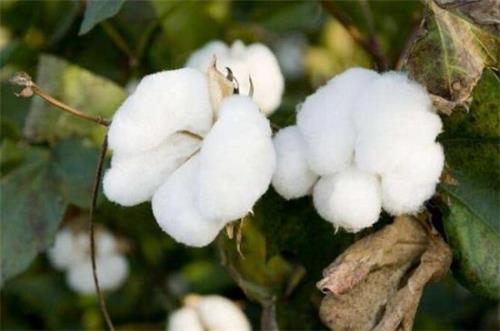 棉花的花语是什么