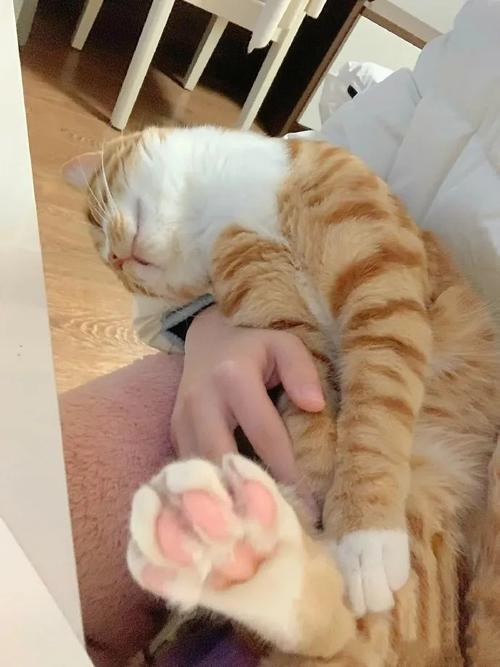 猫很粘人是什么意思
