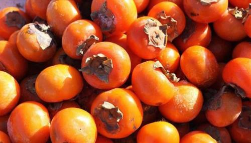 柿子酒为什么没人喝