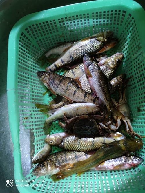 溪石斑鱼养殖最佳时间