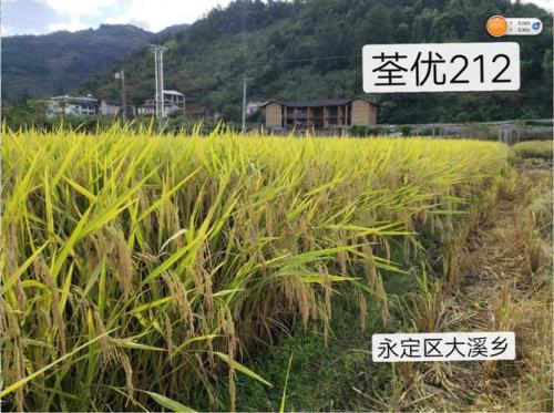 荃优851稻品种特性和产量多少