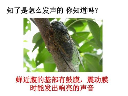 知了的声音是怎么叫的