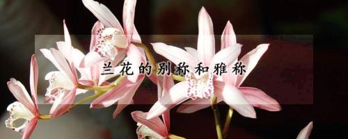 生活的别称和雅称