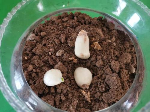 发芽的蒜头怎么种