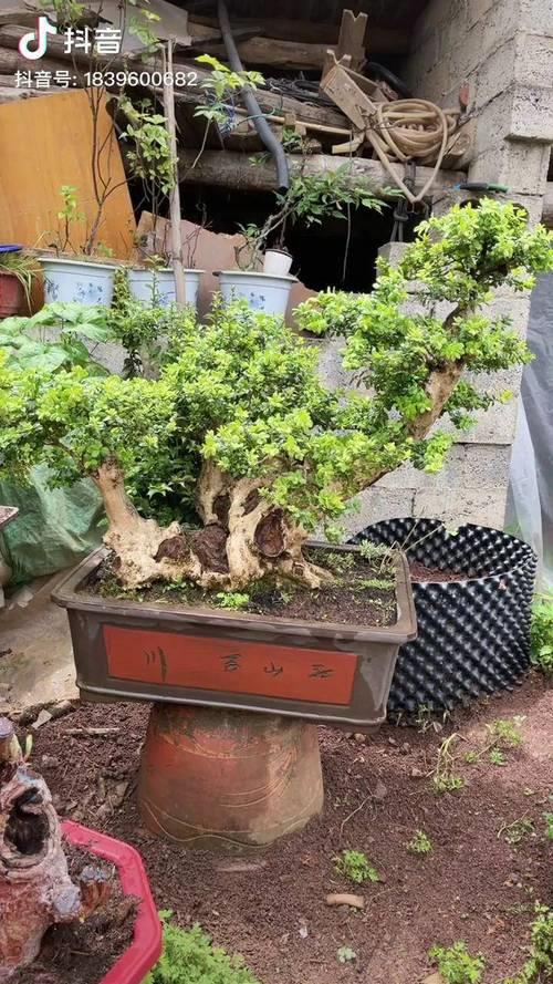 怎样判定黄杨老桩已死