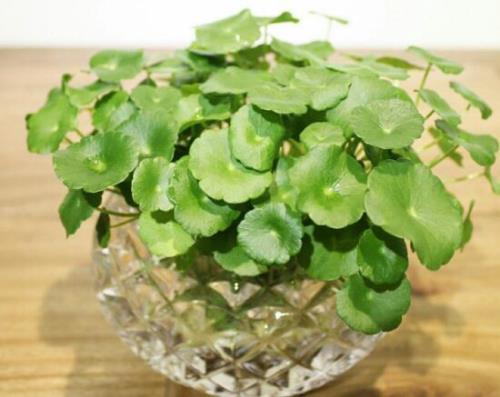 菹草能放鱼缸里吗