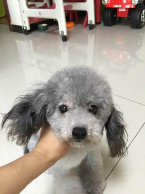 灰泰迪毛变红了怎么回事