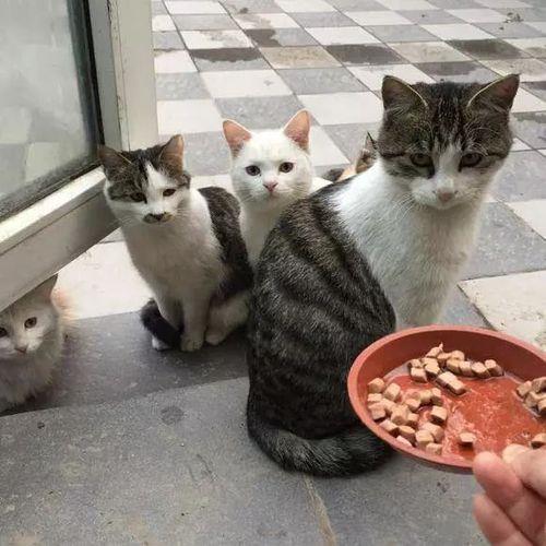 野猫会给小猫找个家吗