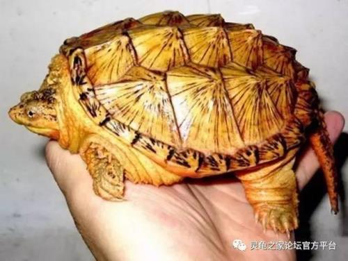 小鳄龟拉淡黄色絮状物