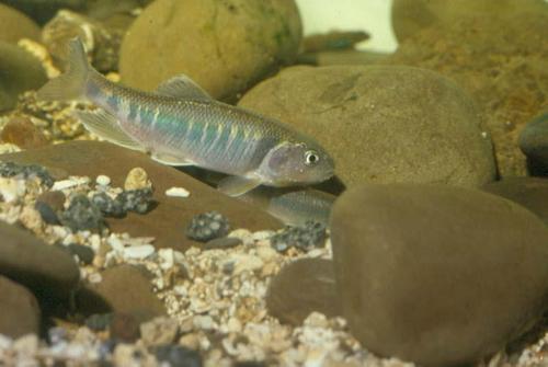 马口鱲的饲养温度