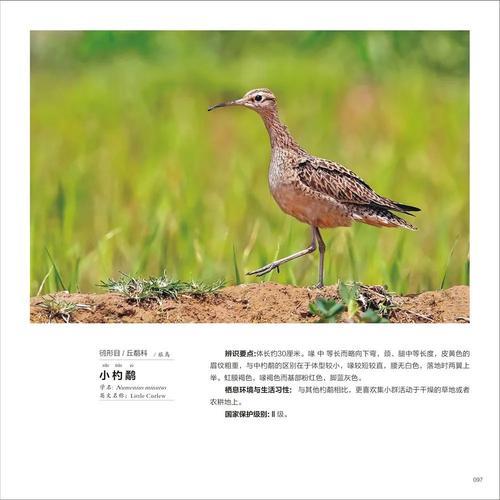 五种鸟名