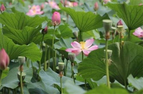 荷花是什么季节开的