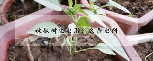 辣椒水杀虫最快的方法