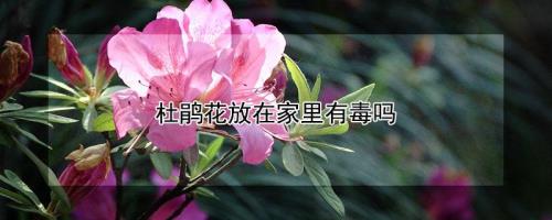杜鹃花是不是真的有毒咯