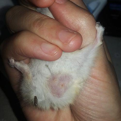 雄指的是公是母