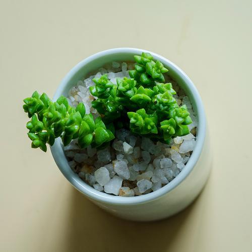 小米星最低耐寒温度