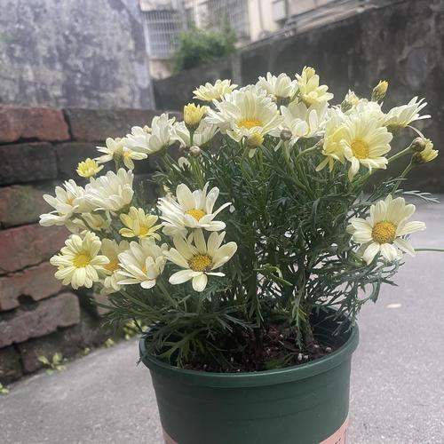 姬小菊有点蔫蔫的是怎么回事