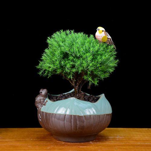 木本盆栽植物有哪些
