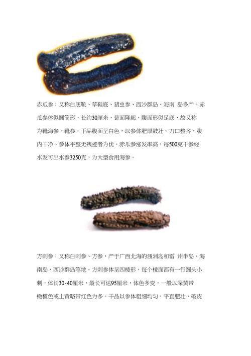 海南的海参品种