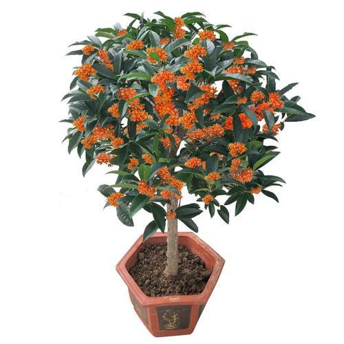 沉香桂是什么桂花