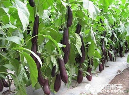 茄子几月开始种