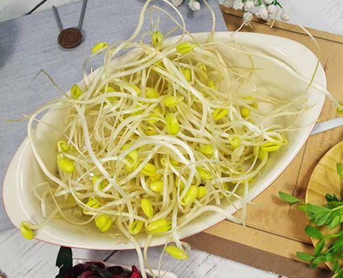 金豆芽产品怎么样