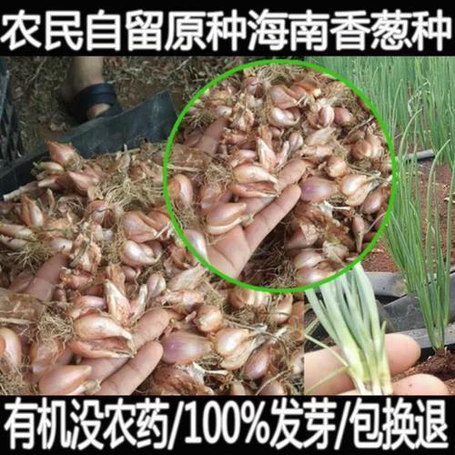毛葱是晒干还是阴干好