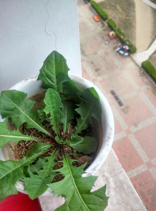 什么植物没有茎