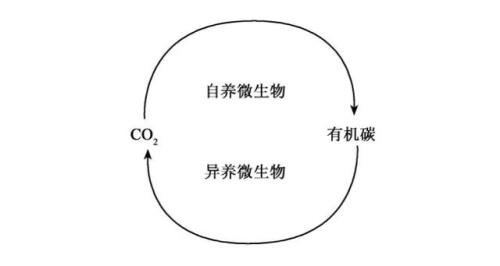 异养什么意思