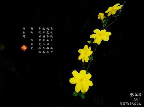 写迎春花的想象句子