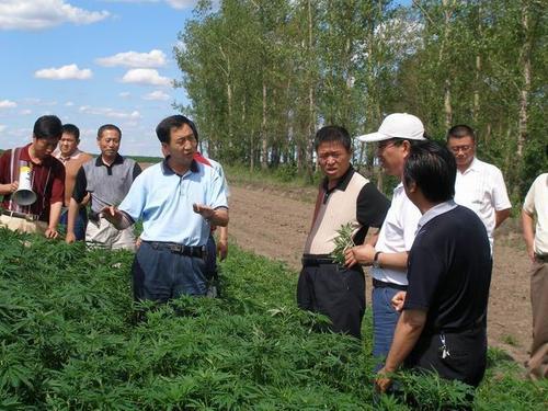 诺木洪农场有几个大队