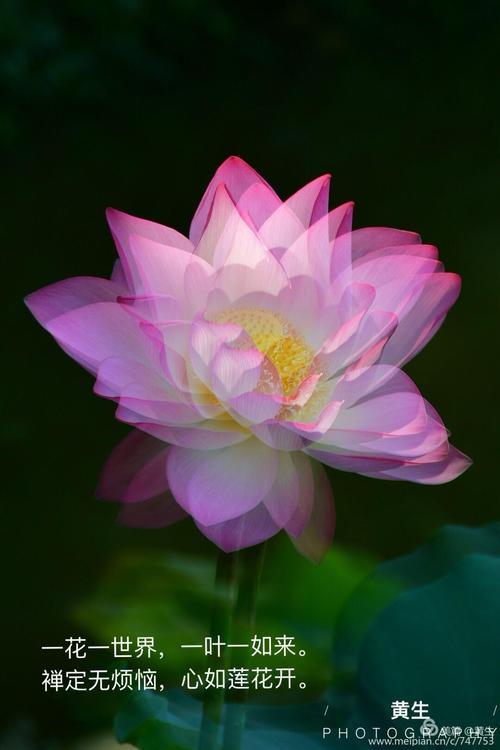 心是莲花开原唱
