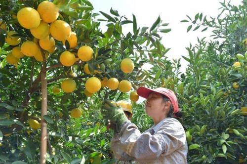 褚橙c8是什么级别