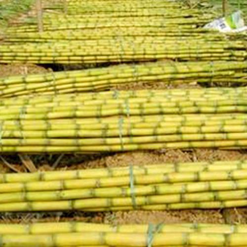 白玉甘蔗和黄皮甘蔗是一种吗