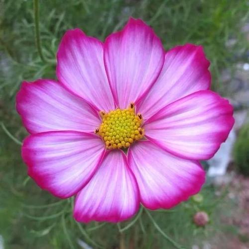 格桑花和波斯菊的区别是什么