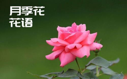 月季花有什么寓意象征